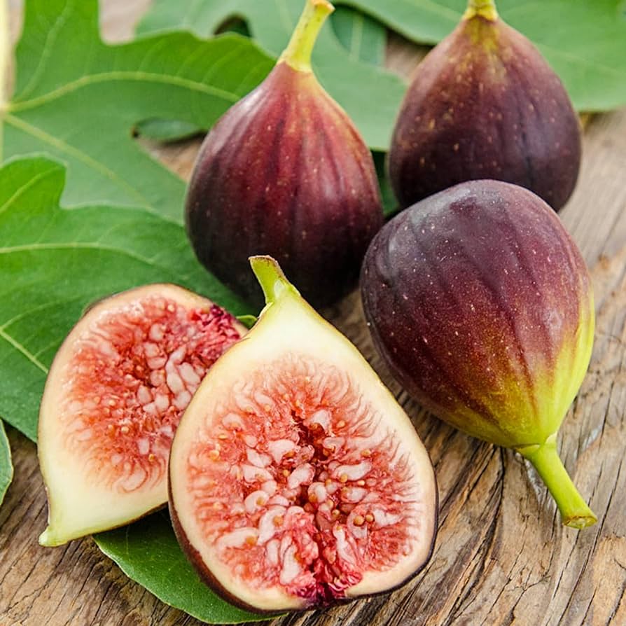 Brown Turkey fig tree seeds